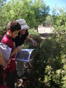 Foresta 2000 fieldwork