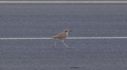 1. Cream-coloured Courser. Ian Balzan