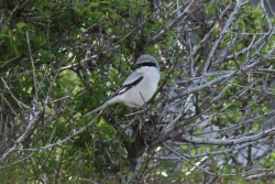 2. Southern (Desert) Grey Shrike. Ben Metzger