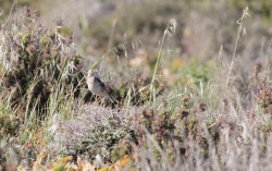 3. Richard's Pipit. Aron Tanti