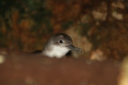 Yelkouan Shearwater_Ben Metzger