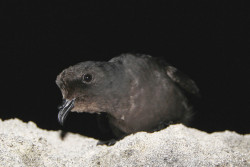 Mediterranean Storm-petrel_Ben Metzger