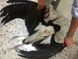 2-dead-black-stork