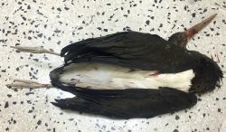 3-dead-black-stork