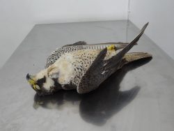 2-peregrine-falcon-at-vet-the-32nd-casualty-this-season-photo-by-nicholas-barbara
