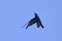 3-injured-bee-eater-at-laferla-cross-photo-by-birdlife-malta