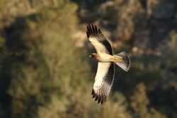 booted-eagle-at-buskett-03-11-16-photo-by-gracetanti
