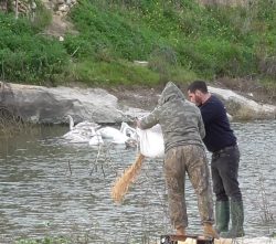 2-hunter-and-blm-volunteer-feeding-the-swans