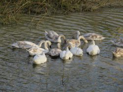 swans-feeding-1