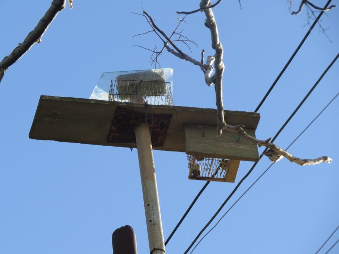 This year’s unsupervised finch trapping season: a catch and trade ...