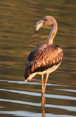 Rescue Rehabilitation Flamingo BirdLife Malta