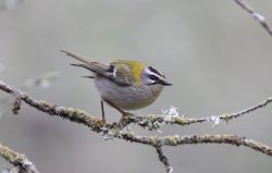 Firescrest Buskett BirdLife Malta