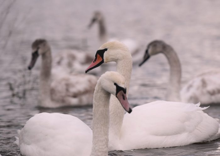 Mute Swans BirdLife Malta Partnerships