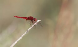 Male Broad Scarlet dragonfly birdlife malta