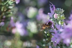 bee rosemary malta