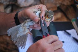 bird ringing comino birdlife malta 