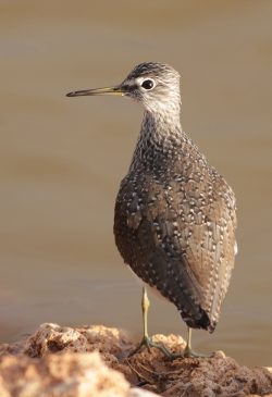 green sandpiper ghadira birdlife malta