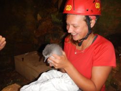 Yelkouan Shearwater BirdLife Malta