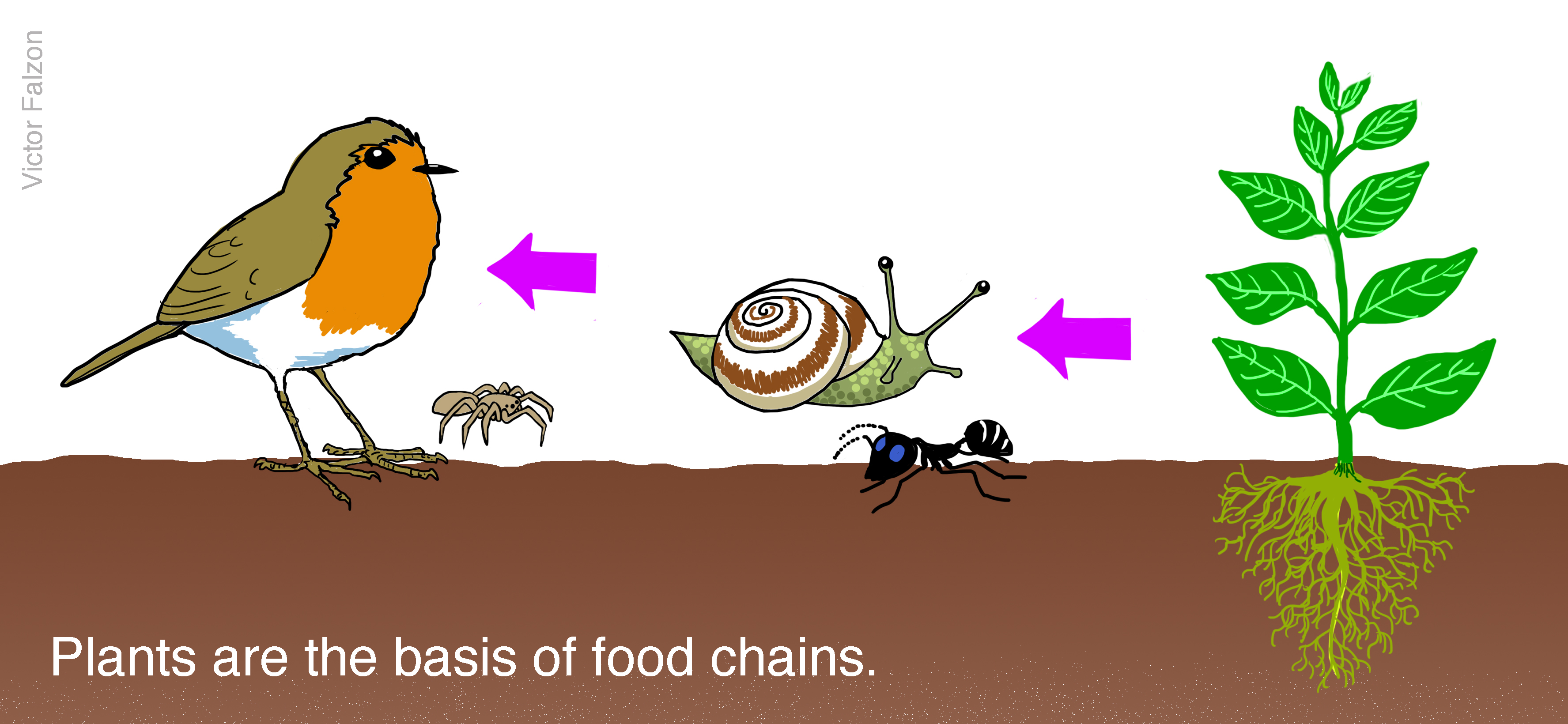 Plants are the basis of food chains.