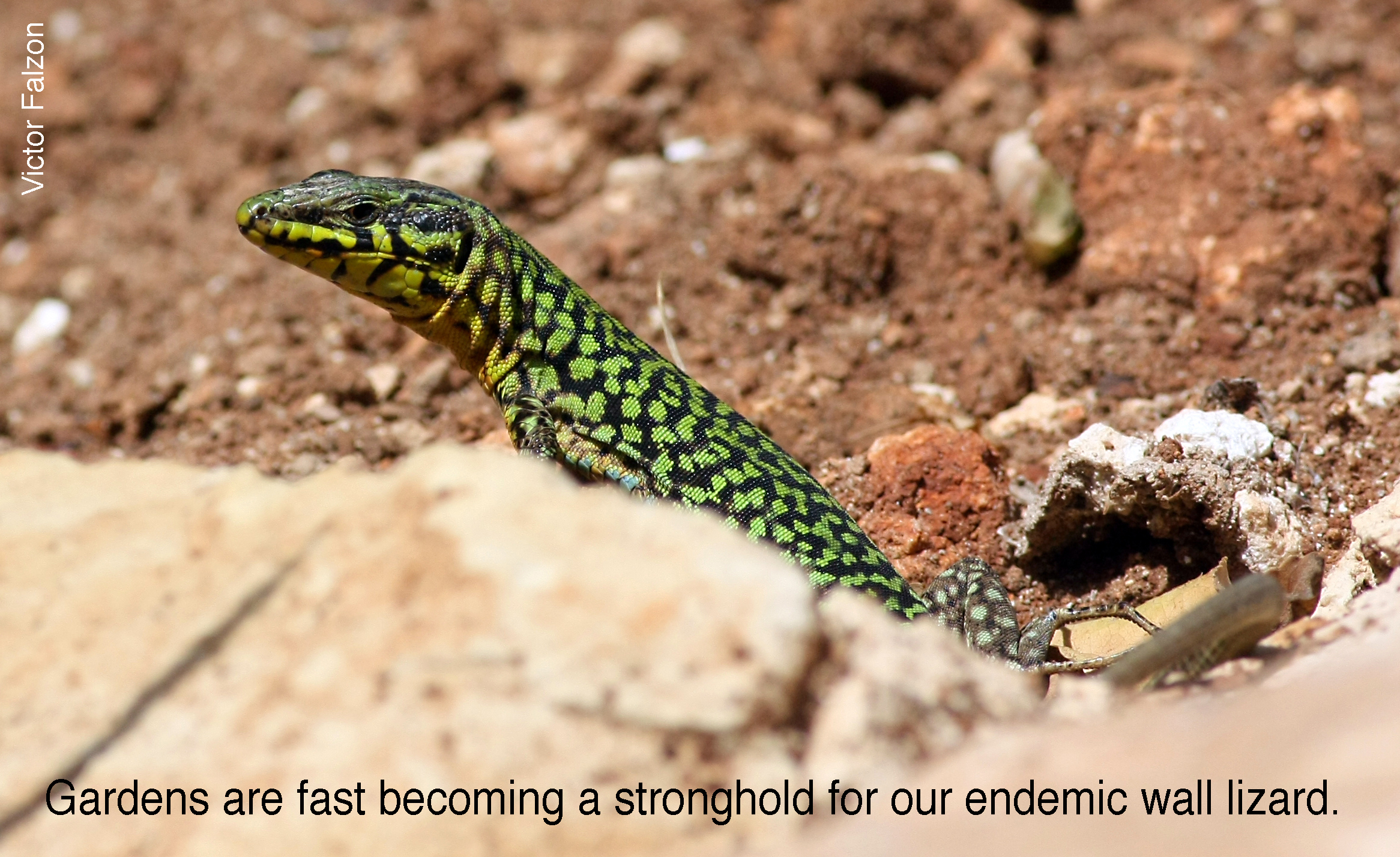 Gardens are fast becoming a stronghold for our endemic wall lizard.