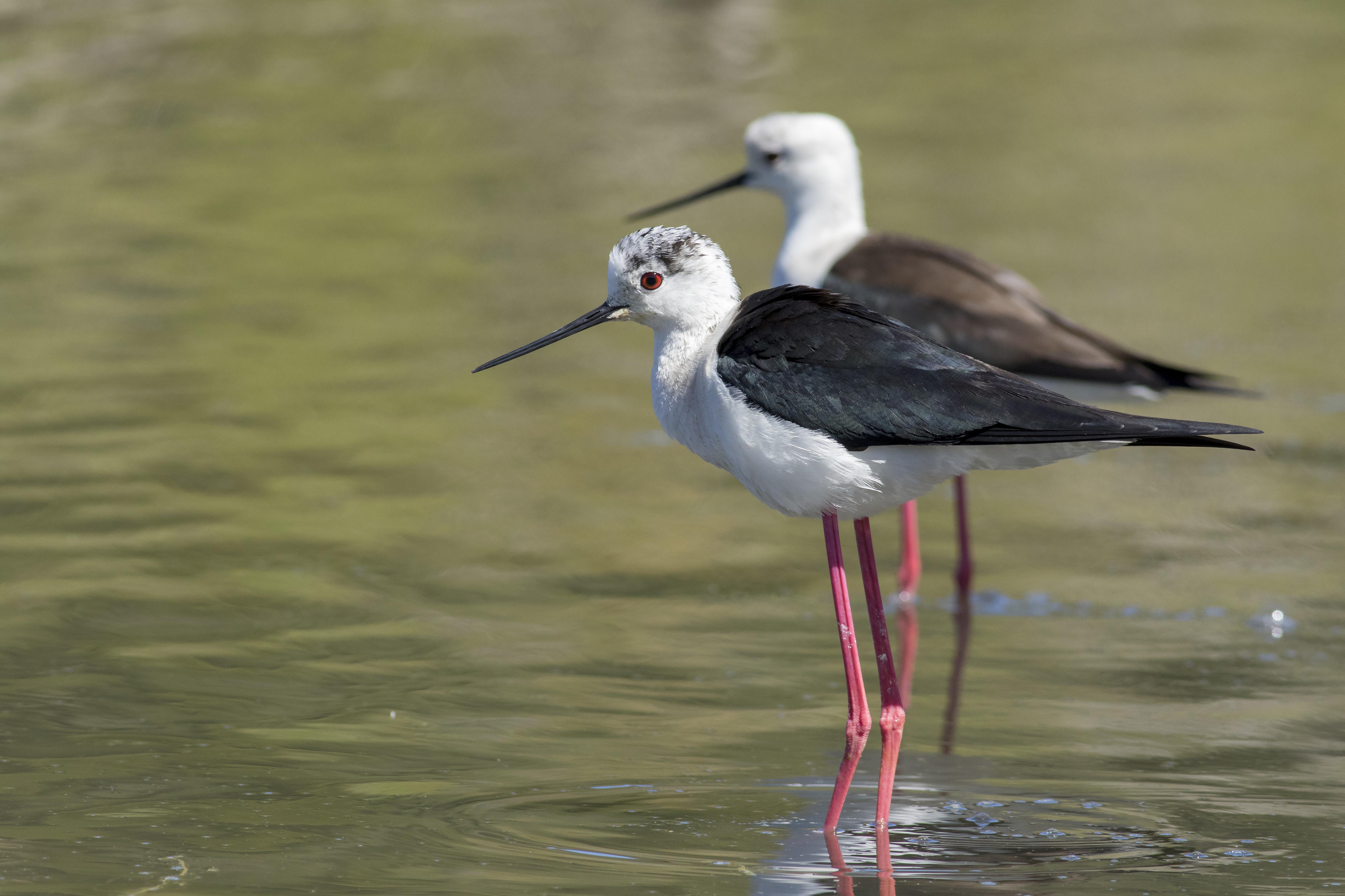 Record number of people visit BirdLife Malta’s nature reserves ...