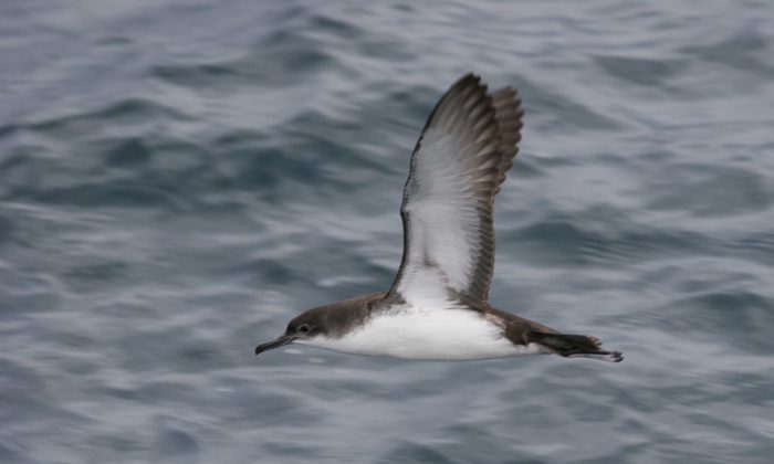 Yelkouan Shearwater flying over the water