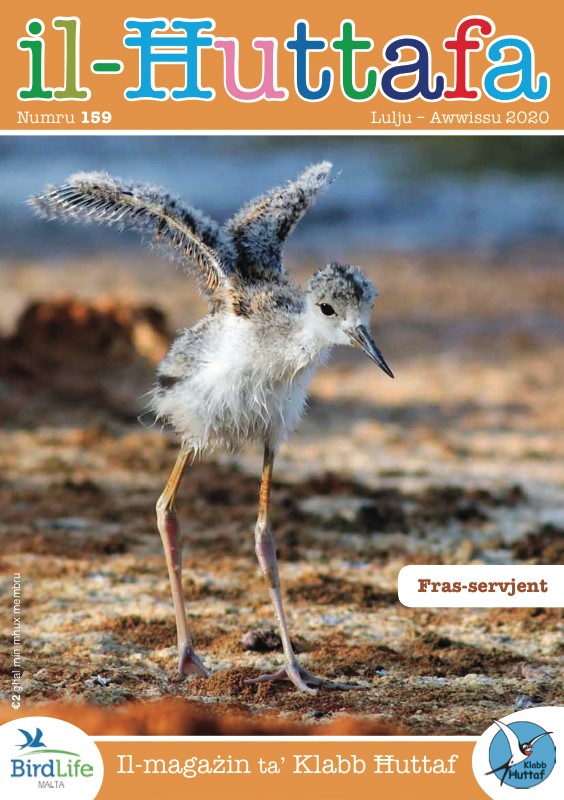 Il-Ħuttafa | BirdLife Malta