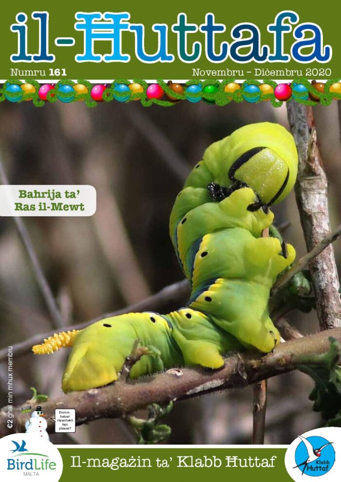 Il-Ħuttafa | BirdLife Malta