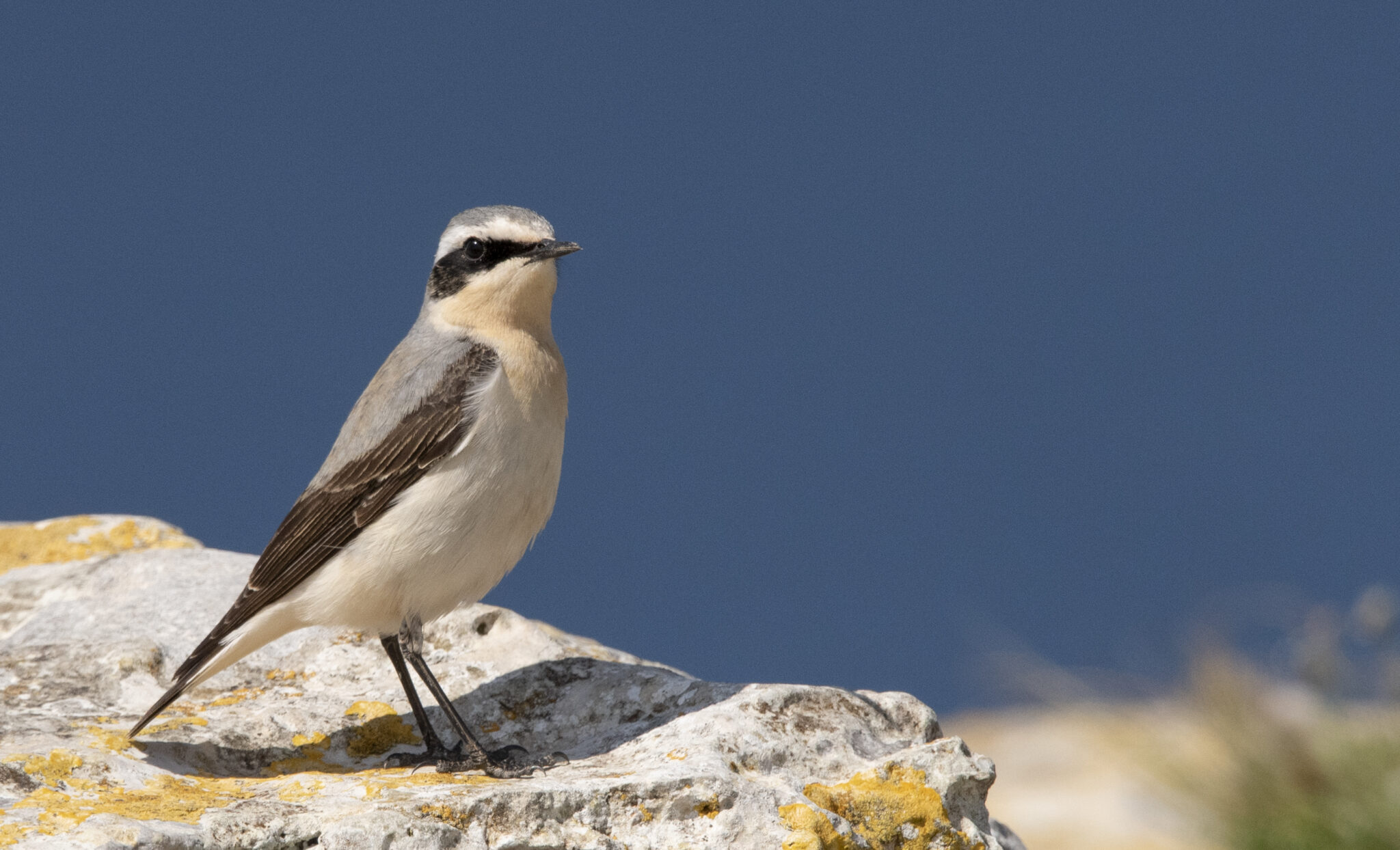 Birds of Malta photo competition - CLOSED | BirdLife Malta