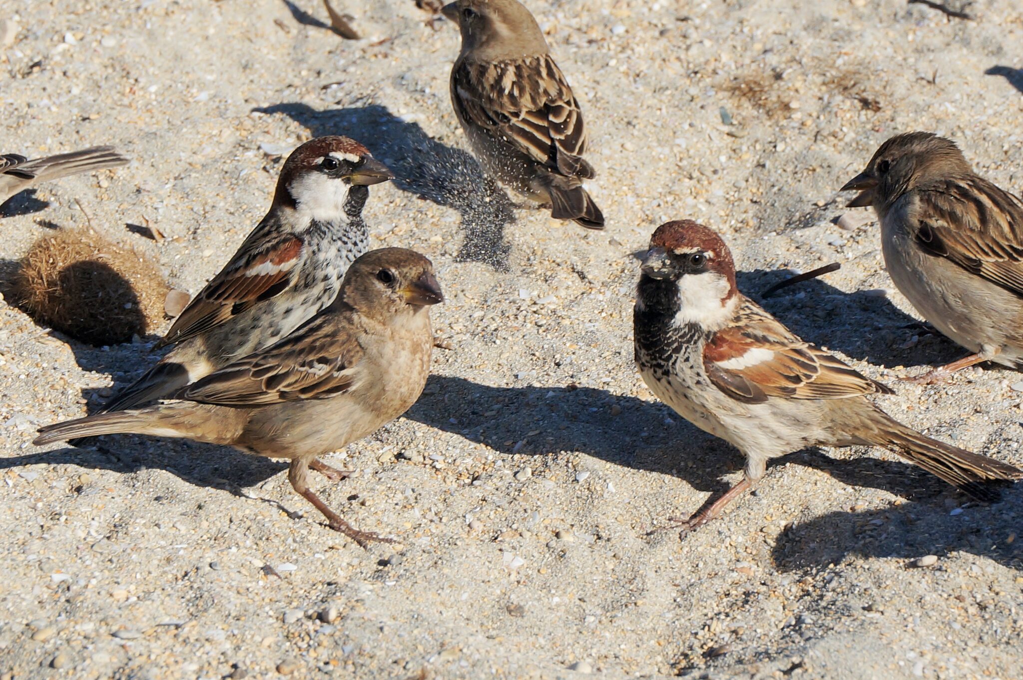 Birds Of Malta Photo Competition Closed Birdlife Malta