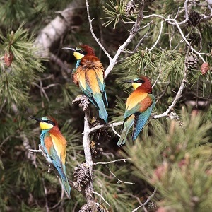bee-eater on branch