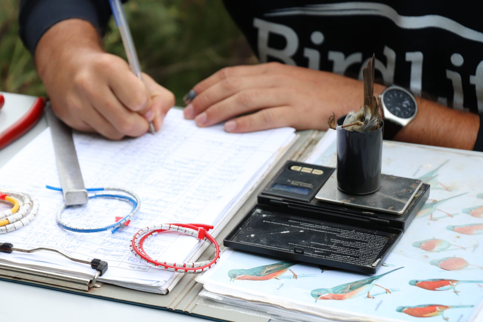 Bird Ringing BirdLife Malta