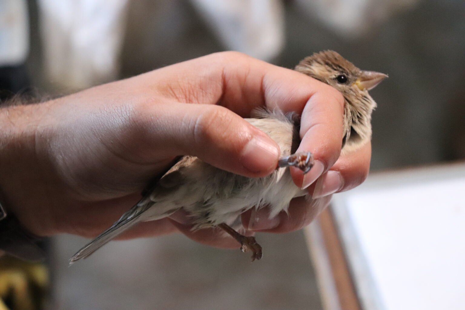 Bird Ringing | BirdLife Malta