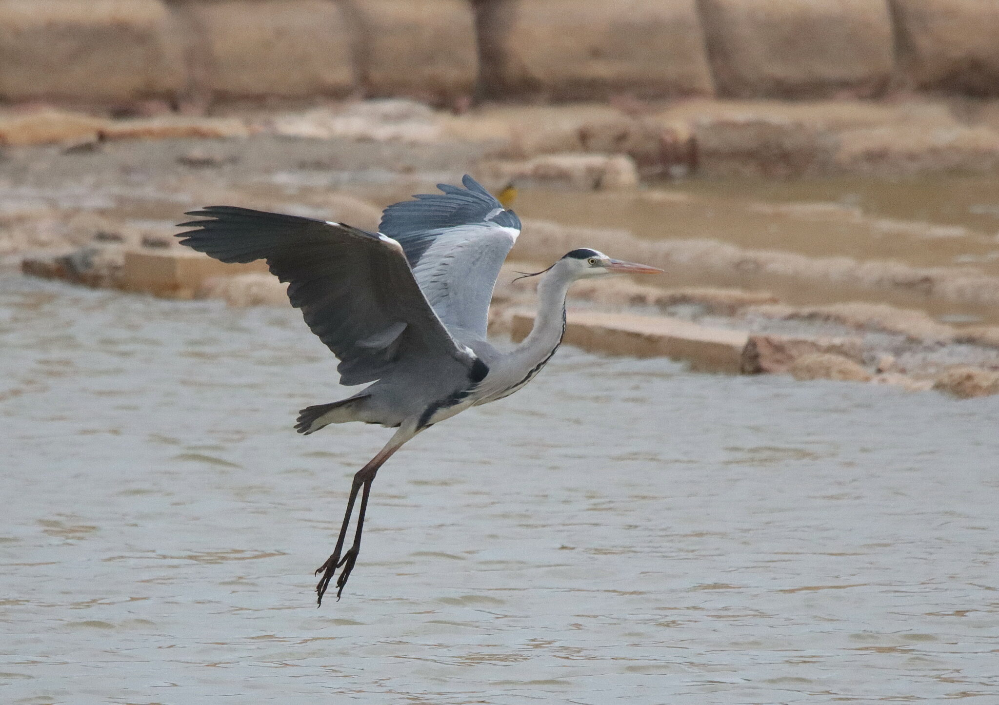 Birds are #onthemove again! | BirdLife Malta