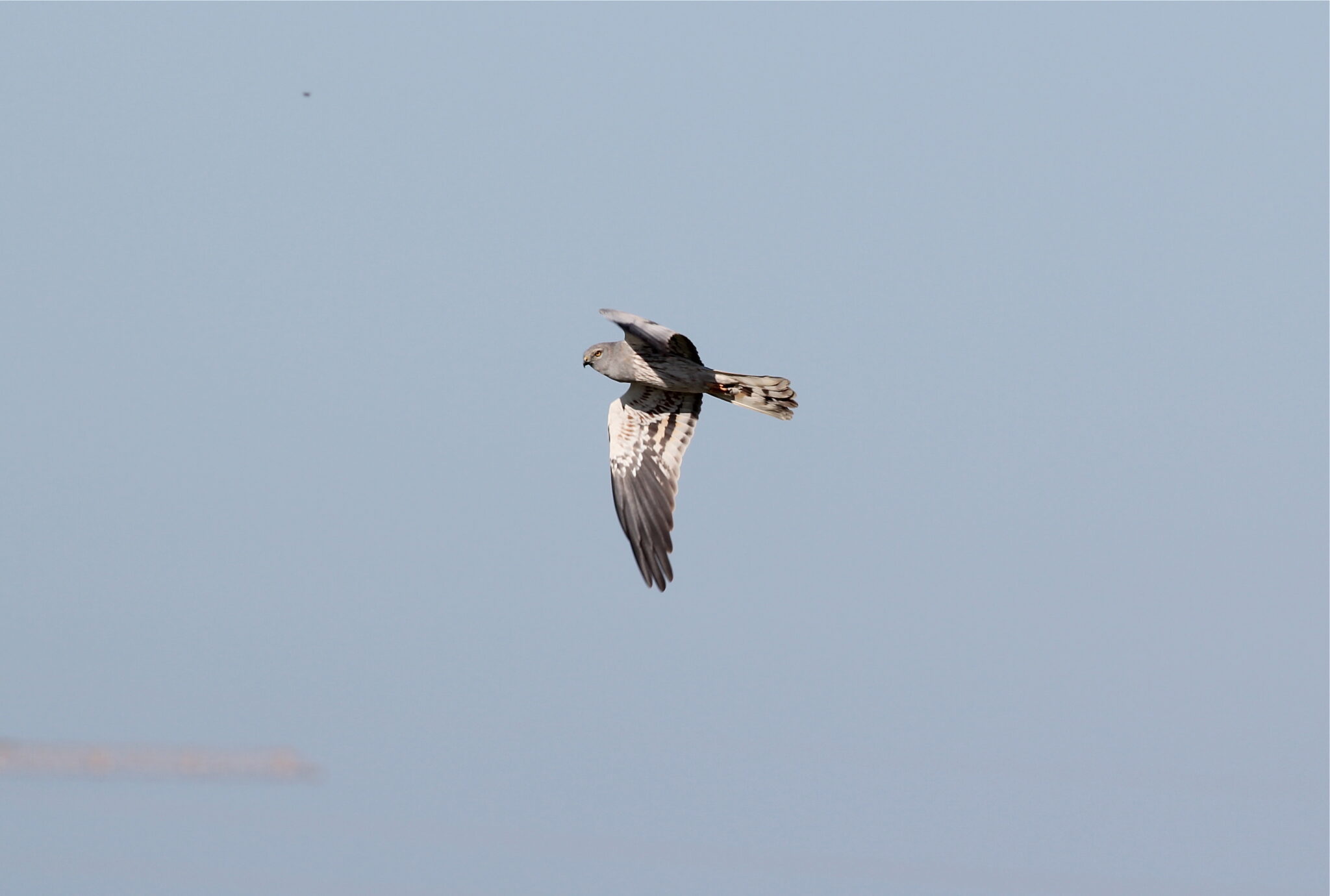 The spring raptor migration in the Maltese Islands | BirdLife Malta