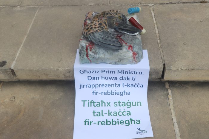 Birdlife Malta Turle-Dove Hunt press release