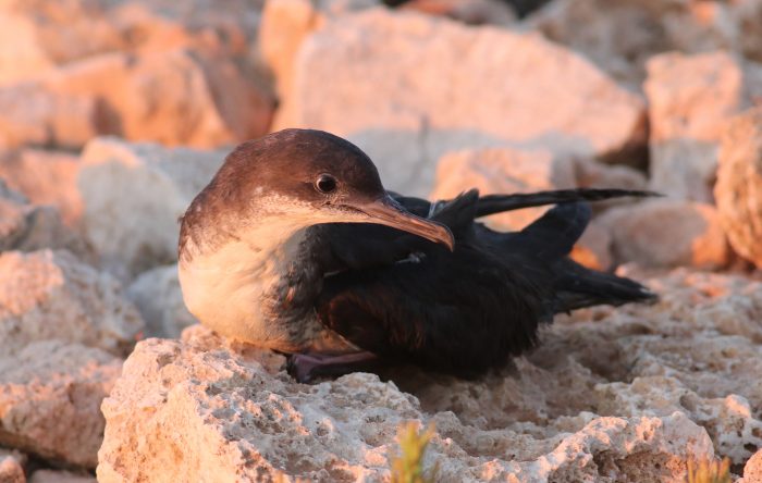 Yelkouan Shearwater