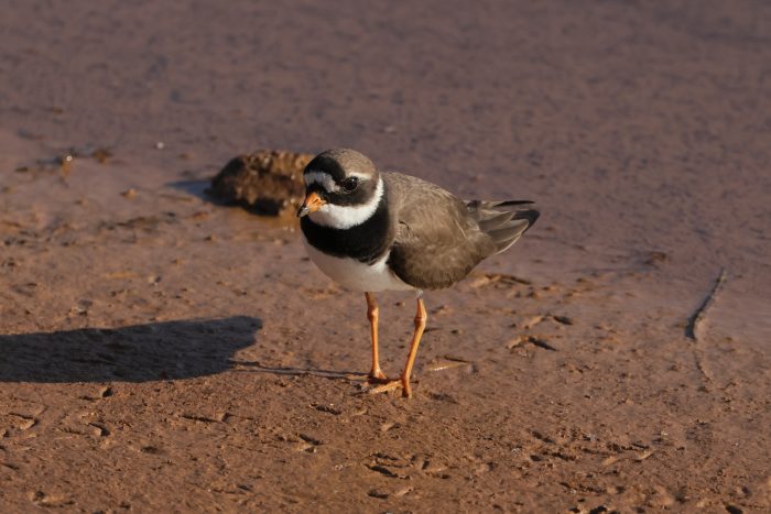 Little Ringed Plovers wading