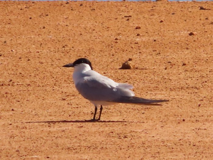 Common Gull-billed Tern