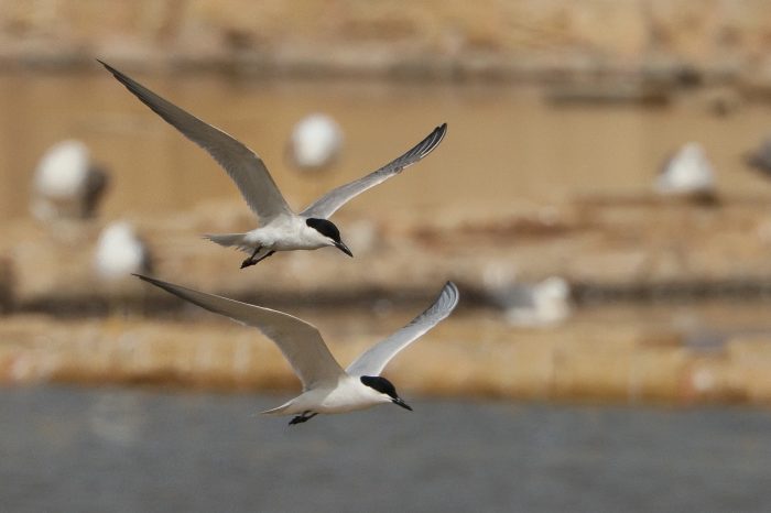 Common Gull-billed Terns