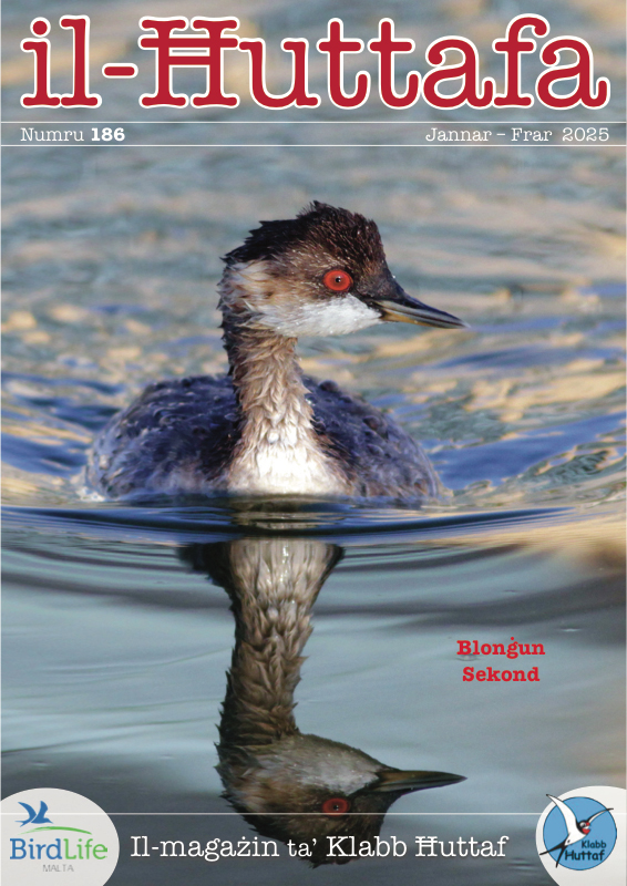 Il-Ħuttafa : BirdLife Malta