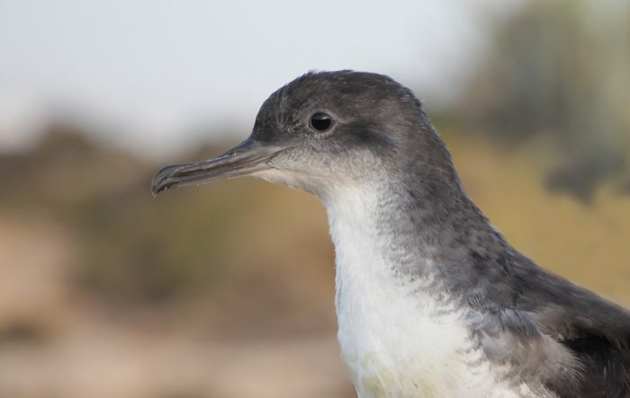 Yelkouan Shearwater (Garnija) Photo by Aron Tanti.