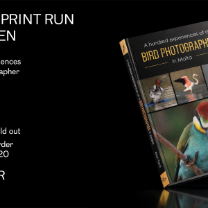 A hundred experiences of a bird photographer in Malta