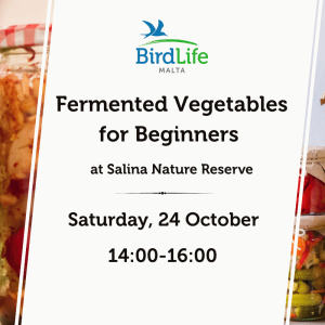 Fermented Vegetables for Beginners